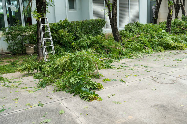 Best Tree Trimming Near Me  in Redland, TX